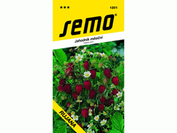 Jahodník měsíční RUJANA