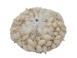 Cibule sazečka Snowball