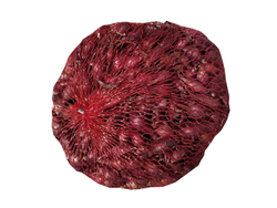 Cibule sazečka Akado červená ozimá