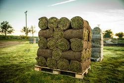 KVĚT zahradní architektura Luční koberec 21 - 50 m2